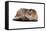 Highland Folt Cat-Fabio Petroni-Framed Stretched Canvas