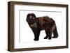 Highland Folt Cat-Fabio Petroni-Framed Photographic Print