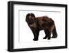 Highland Folt Cat-Fabio Petroni-Framed Photographic Print