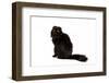 Highland Folt Cat-Fabio Petroni-Framed Photographic Print