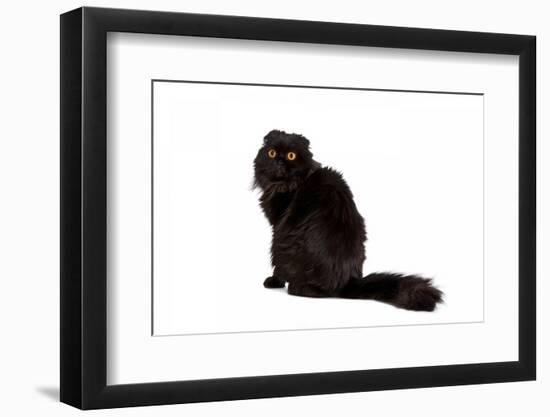 Highland Folt Cat-Fabio Petroni-Framed Photographic Print