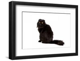 Highland Folt Cat-Fabio Petroni-Framed Photographic Print