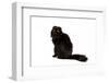 Highland Folt Cat-Fabio Petroni-Framed Photographic Print