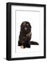 Highland Folt Cat-Fabio Petroni-Framed Photographic Print