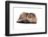 Highland Folt Cat-Fabio Petroni-Framed Photographic Print