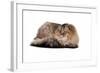 Highland Folt Cat-Fabio Petroni-Framed Photographic Print