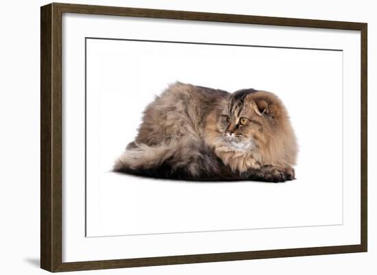 Highland Folt Cat-Fabio Petroni-Framed Photographic Print