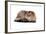 Highland Folt Cat-Fabio Petroni-Framed Photographic Print