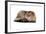 Highland Folt Cat-Fabio Petroni-Framed Photographic Print