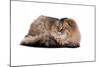 Highland Folt Cat-Fabio Petroni-Mounted Photographic Print