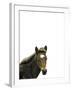 Highland Horse-Assaf Frank-Framed Giclee Print