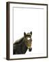 Highland Horse-Assaf Frank-Framed Giclee Print