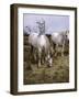 Highland Horses, Pair-null-Framed Photographic Print