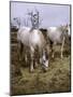 Highland Horses, Pair-null-Mounted Photographic Print