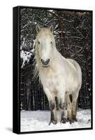 Highland Pony-Duncan Shaw-Framed Stretched Canvas