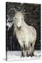 Highland Pony-Duncan Shaw-Stretched Canvas