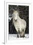 Highland Pony-Duncan Shaw-Framed Photographic Print