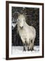 Highland Pony-Duncan Shaw-Framed Photographic Print