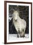 Highland Pony-Duncan Shaw-Framed Photographic Print