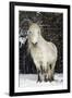 Highland Pony-Duncan Shaw-Framed Photographic Print