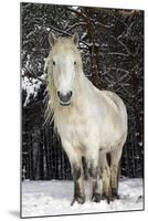 Highland Pony-Duncan Shaw-Mounted Photographic Print