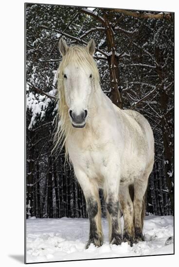 Highland Pony-Duncan Shaw-Mounted Photographic Print