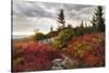 Highland Trail-Danny Head-Stretched Canvas