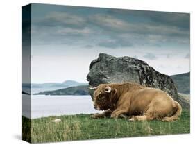 Highlander Bull-null-Stretched Canvas