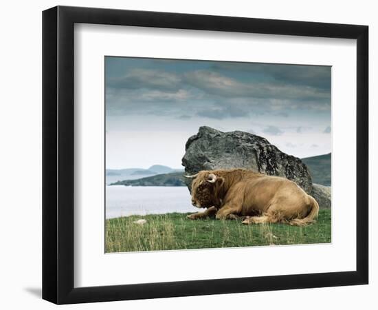 Highlander Bull-null-Framed Photographic Print