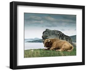 Highlander Bull-null-Framed Photographic Print