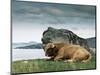 Highlander Bull-null-Mounted Photographic Print