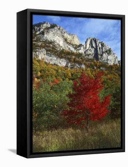 Highlighed Red Tree, Monongahela National Forest, West Virginia, USA-Charles Gurche-Framed Stretched Canvas