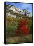 Highlighed Red Tree, Monongahela National Forest, West Virginia, USA-Charles Gurche-Framed Stretched Canvas