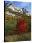 Highlighed Red Tree, Monongahela National Forest, West Virginia, USA-Charles Gurche-Stretched Canvas