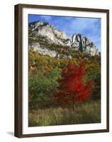 Highlighed Red Tree, Monongahela National Forest, West Virginia, USA-Charles Gurche-Framed Premium Photographic Print