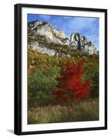 Highlighed Red Tree, Monongahela National Forest, West Virginia, USA-Charles Gurche-Framed Premium Photographic Print