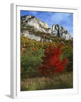 Highlighed Red Tree, Monongahela National Forest, West Virginia, USA-Charles Gurche-Framed Premium Photographic Print