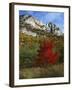 Highlighed Red Tree, Monongahela National Forest, West Virginia, USA-Charles Gurche-Framed Premium Photographic Print