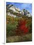 Highlighed Red Tree, Monongahela National Forest, West Virginia, USA-Charles Gurche-Framed Photographic Print