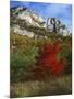 Highlighed Red Tree, Monongahela National Forest, West Virginia, USA-Charles Gurche-Mounted Photographic Print