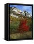 Highlighed Red Tree, Monongahela National Forest, West Virginia, USA-Charles Gurche-Framed Stretched Canvas