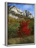 Highlighed Red Tree, Monongahela National Forest, West Virginia, USA-Charles Gurche-Framed Photographic Print