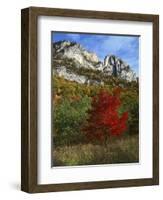 Highlighed Red Tree, Monongahela National Forest, West Virginia, USA-Charles Gurche-Framed Photographic Print