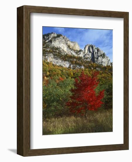 Highlighed Red Tree, Monongahela National Forest, West Virginia, USA-Charles Gurche-Framed Photographic Print