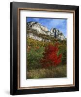 Highlighed Red Tree, Monongahela National Forest, West Virginia, USA-Charles Gurche-Framed Photographic Print