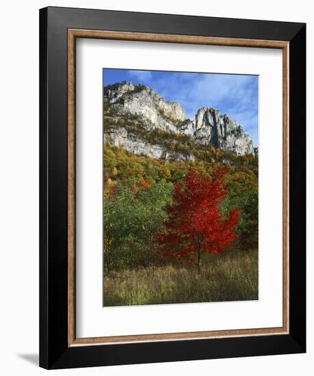Highlighed Red Tree, Monongahela National Forest, West Virginia, USA-Charles Gurche-Framed Photographic Print