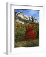 Highlighed Red Tree, Monongahela National Forest, West Virginia, USA-Charles Gurche-Framed Photographic Print