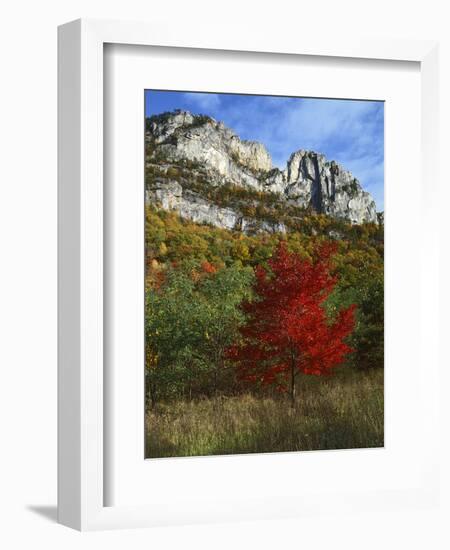 Highlighed Red Tree, Monongahela National Forest, West Virginia, USA-Charles Gurche-Framed Photographic Print