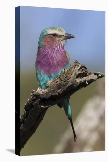 Highly Colorful Lilac-Breasted Roller Sits on a Tree Branch-James Heupel-Stretched Canvas