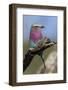 Highly Colorful Lilac-Breasted Roller Sits on a Tree Branch-James Heupel-Framed Photographic Print